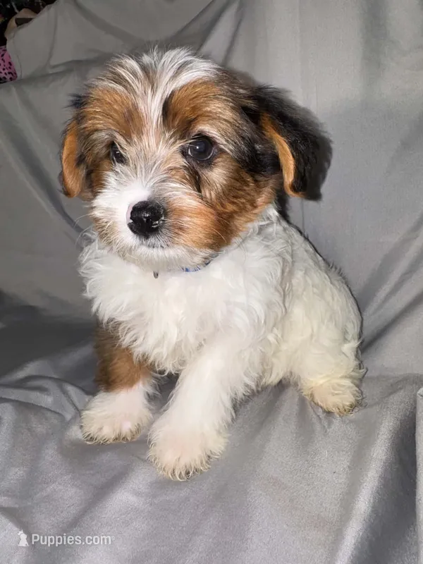 Milo – Yorkipoo puppy for sale in Los Angeles, CA