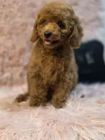 Luke, a male Poodle - Toy  for sale in Glendale, CA – 3 of 6