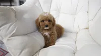 Penny, a female Miniature Goldendoodle for sale in San Francisco, CA – 7 of 10