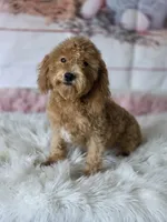 Brissa, a female Maltipoo for sale in Burbank, CA – Photo 3 of 4