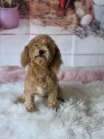 Brissa, a female Maltipoo for sale in Burbank, CA – Photo 2 of 4