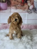 Brissa, a female Maltipoo for sale in Burbank, CA – Photo 1 of 4