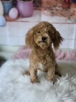 Brissa, a female Maltipoo for sale in Burbank, CA – Photo 4 of 4