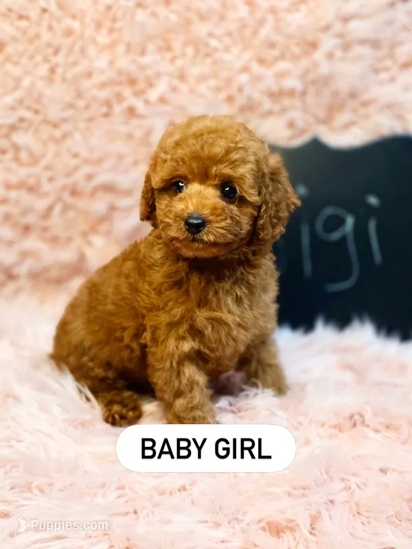Gigi – Poodle - Toy  puppy for sale in Glendale, CA