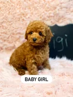Gigi, a female Poodle - Toy  for sale in Bakersfield, CA – 1 of 4
