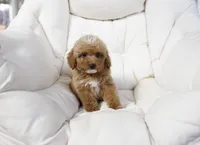 Penny, a female Miniature Goldendoodle for sale in San Francisco, CA – 2 of 10