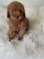 Luna, a female Poodle - Toy  for sale in Bakersfield, CA – 2 of 2