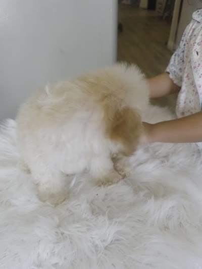 Lucas, a male Maltipoo for sale in Burbank, CA – 4 of 4