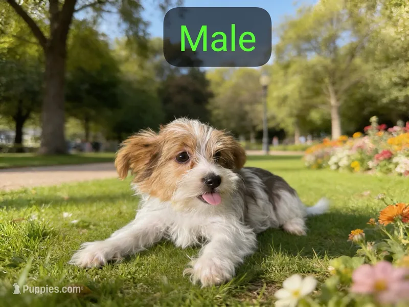 Milo – Yorkipoo puppy for sale in Los Angeles, CA