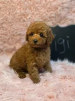Gigi, a female Poodle - Toy  for sale in Bakersfield, CA – 2 of 4