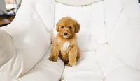 Money, a female Miniature Goldendoodle for sale in San Francisco, CA – 7 of 7