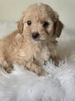 Buddy, a male Maltipoo for sale in Los Angeles, CA – 2 of 5