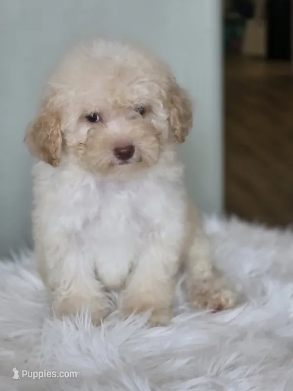 Lucas – Maltipoo puppy for sale in Burbank, CA