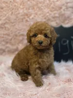 Gigi, a female Poodle - Toy  for sale in Glendale, CA – 3 of 6