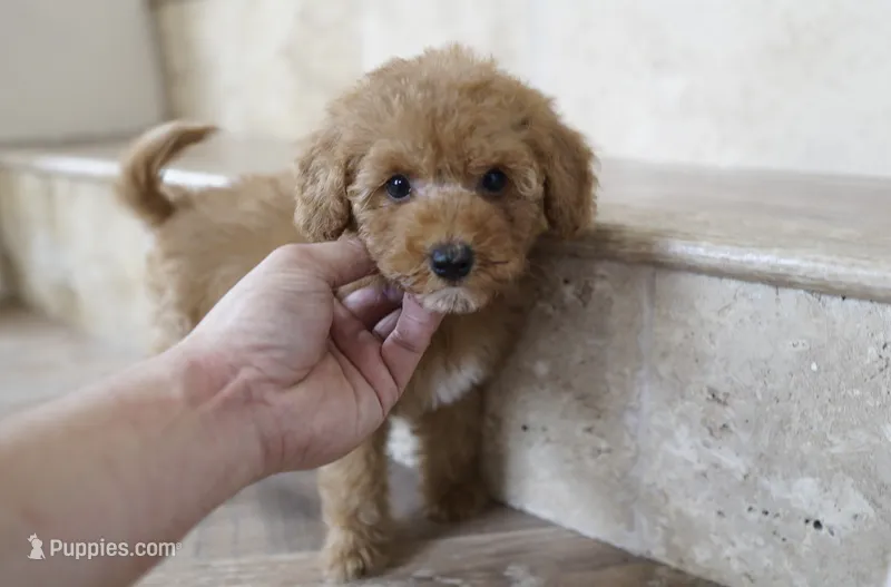 Money – Miniature Goldendoodle puppy for sale in San Francisco, CA