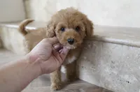 Money, a female Miniature Goldendoodle for sale in San Francisco, CA – 1 of 7