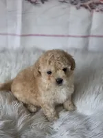 Lucas, a male Poodle - Toy  for sale in Burbank, CA – Photo 4 of 5