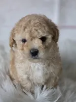 Lucas, a male Poodle - Toy  for sale in Burbank, CA – Photo 2 of 5