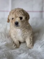 Lucas, a male Poodle - Toy  for sale in Burbank, CA – Photo 5 of 5