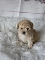 Lucas, a male Poodle - Toy  for sale in Burbank, CA – Photo 3 of 5