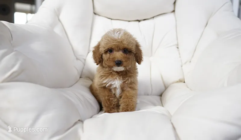 Penny – Miniature Goldendoodle puppy for sale in San Francisco, CA