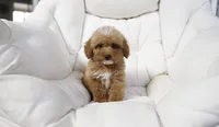 Penny, a female Miniature Goldendoodle for sale in San Francisco, CA – 1 of 10