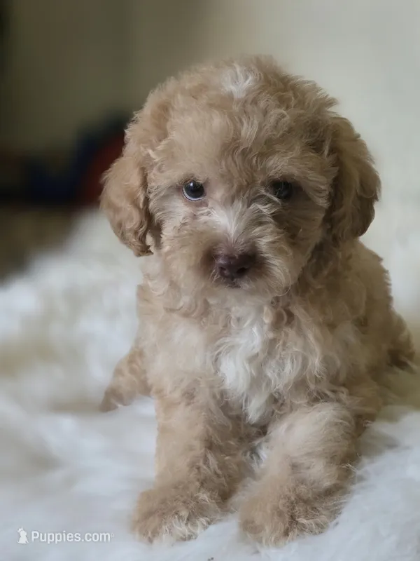 Teddy  – Maltipoo puppy for sale in Bakersfield, CA
