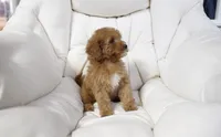 Money, a female Miniature Goldendoodle for sale in San Francisco, CA – 2 of 7