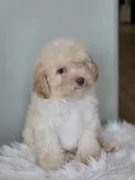Lucas, a male Maltipoo for sale in Burbank, CA – 2 of 4