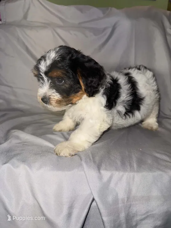 Timo – Yorkipoo puppy for sale in Los Angeles, CA