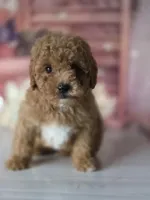 Toby, a male Poodle - Toy  for sale in Bakersfield, CA – Photo 2 of 3