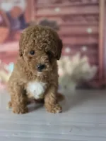 Toby, a male Poodle - Toy  for sale in Bakersfield, CA – Photo 1 of 3