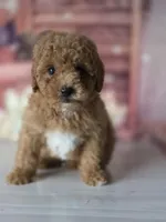 Toby, a male Poodle - Toy  for sale in Bakersfield, CA – Photo 3 of 3