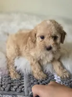 Buddy, a male Maltipoo for sale in Los Angeles, CA – 4 of 5