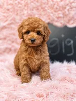 Gigi, a female Poodle - Toy  for sale in Bakersfield, CA – 4 of 4