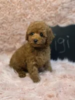 Gigi, a female Poodle - Toy  for sale in Glendale, CA – 2 of 6