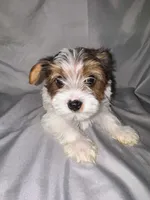 Milo, a male Yorkipoo for sale in Los Angeles, CA – 2 of 3