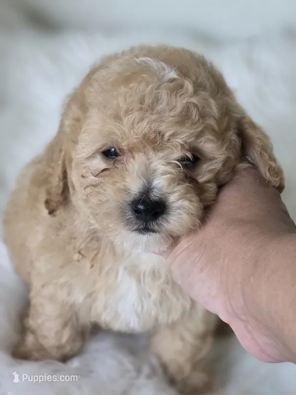 Blue – Poodle - Toy  puppy for sale in Bakersfield, CA