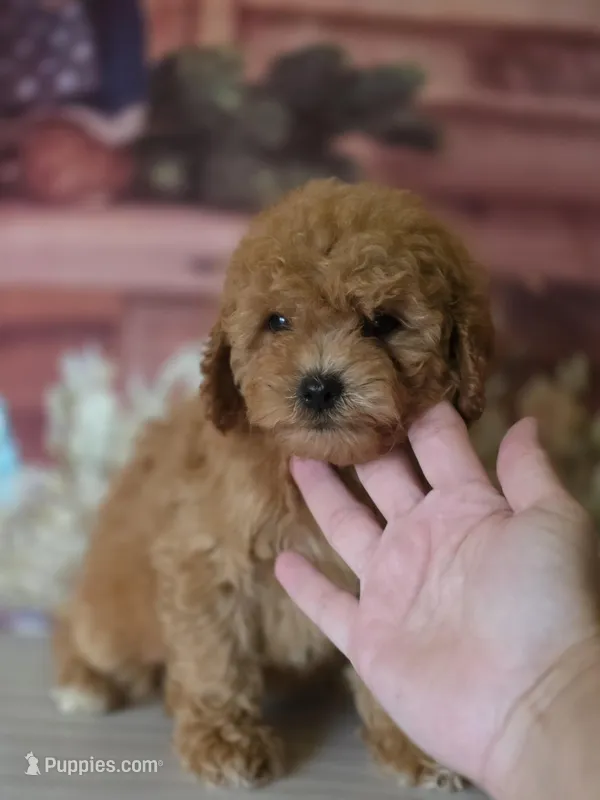 June – Poodle - Toy  puppy for sale in Bakersfield, CA