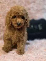 Luke, a male Poodle - Toy  for sale in Glendale, CA – 4 of 6
