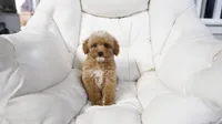 Penny, a female Miniature Goldendoodle for sale in San Francisco, CA – 6 of 10