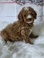 Teddy , a male Poodle - Miniature  for sale in Bakersfield, CA – Photo 2 of 4