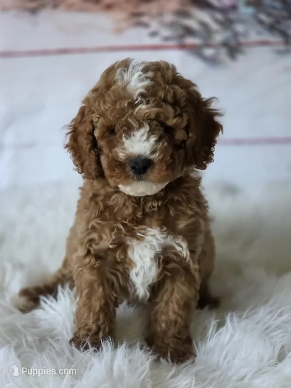 Teddy  – Poodle - Miniature  puppy for sale in Bakersfield, CA
