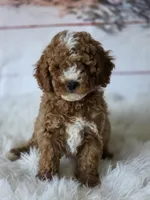 Teddy , a male Poodle - Miniature  for sale in Bakersfield, CA – Photo 1 of 4