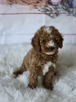 Teddy , a male Poodle - Miniature  for sale in Bakersfield, CA – Photo 3 of 4