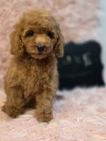 Luke, a male Poodle - Toy  for sale in Glendale, CA – 2 of 6