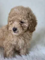 Milo, a male Poodle - Toy  for sale in Bakersfield, CA – 3 of 5