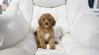Money, a female Miniature Goldendoodle for sale in San Francisco, CA – 6 of 7