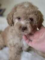 Teddy , a male Maltipoo for sale in Bakersfield, CA – 2 of 2