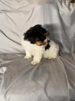 Timo, a male Yorkipoo for sale in Los Angeles, CA – 2 of 4